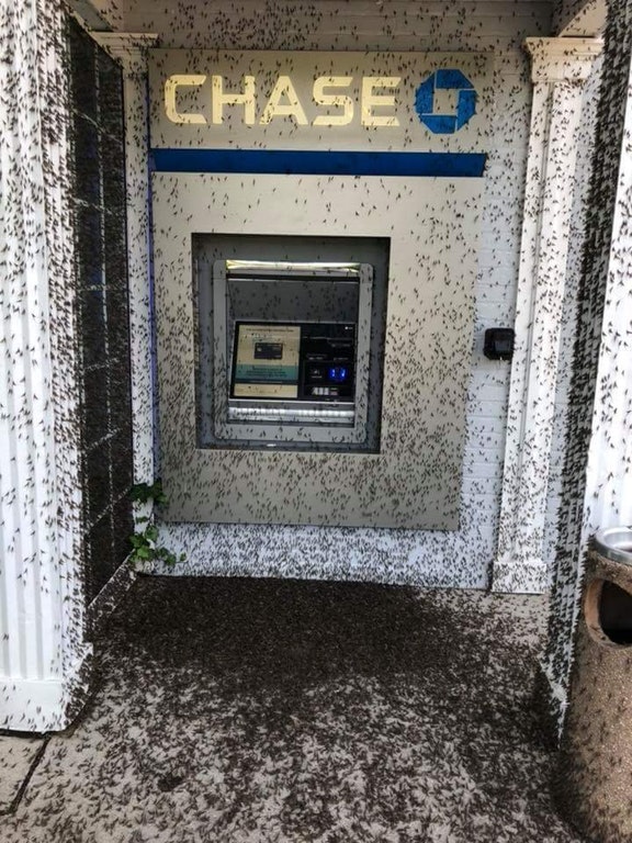 Ants getting some money out the ATM