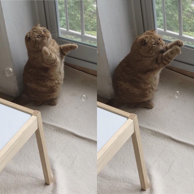 cat popping bubbles meme