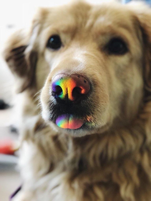 rainbow boop