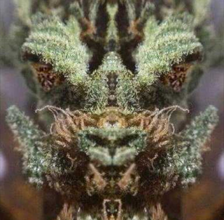 Marijuana bud that looks like the head of a dragon
