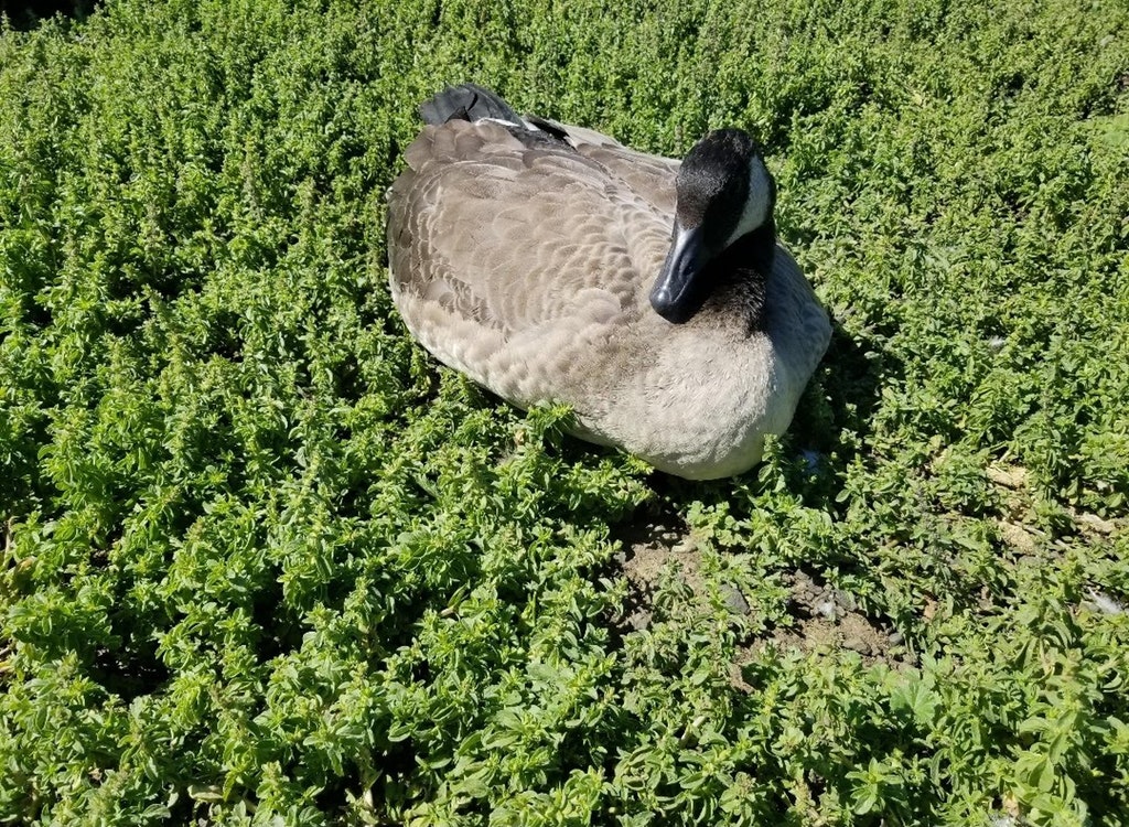 Giant goose on what looks like a tiny forest