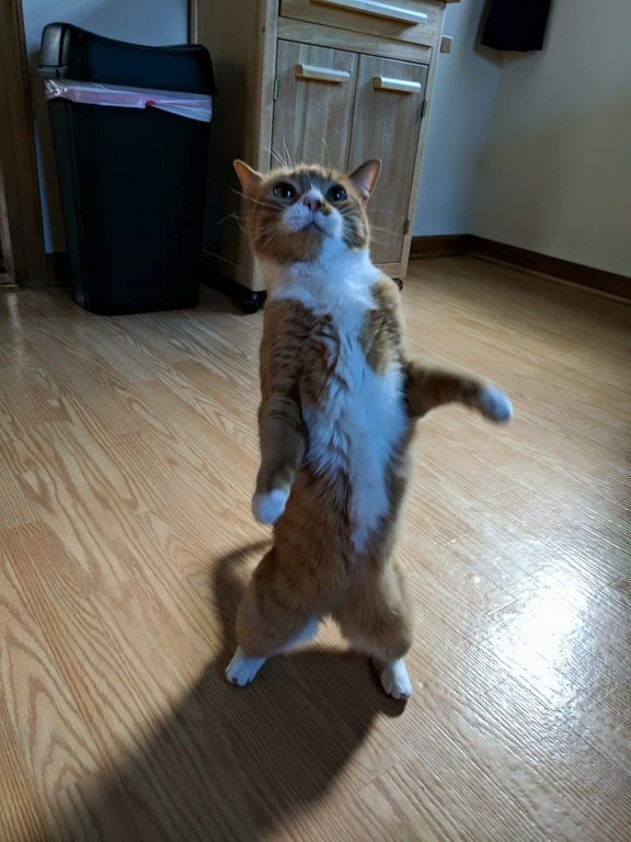 cat standing up in cool pose