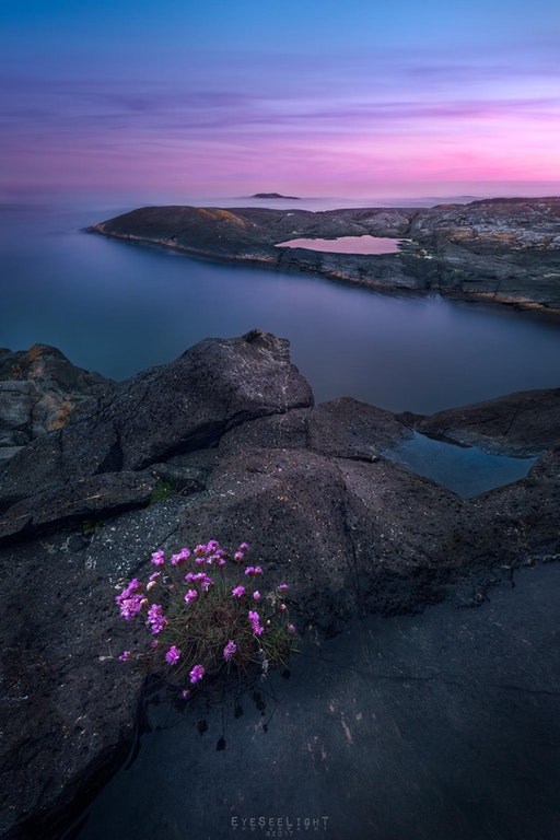 cool picture of pink flowers and pink sunset
