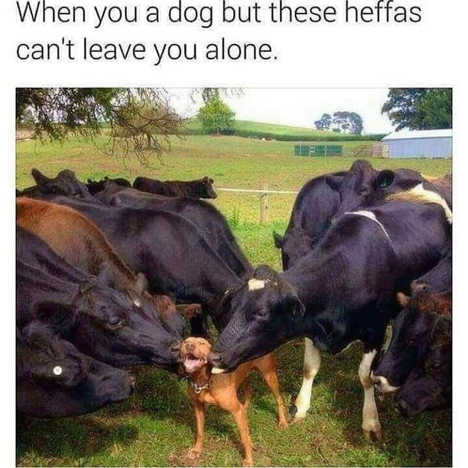 your a dog but all the heifers like you - When you a dog but these heffas can't leave you alone.