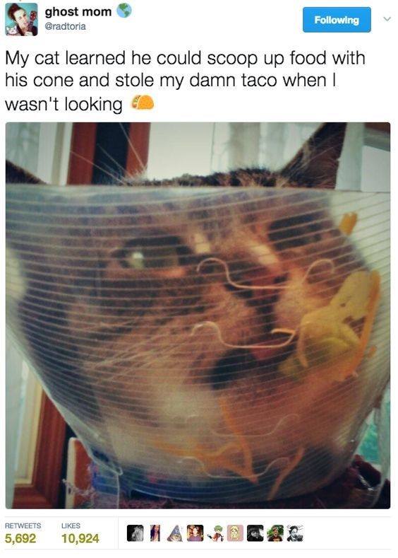 cat cone taco - ghost mom ing My cat learned he could scoop up food with his cone and stole my damn taco when I wasn't looking 5,692 10,924 Orada 08.
