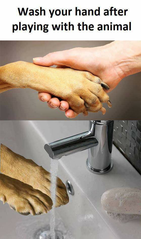 wash your hands after touching animals meme - Wash your hand after playing with the animal