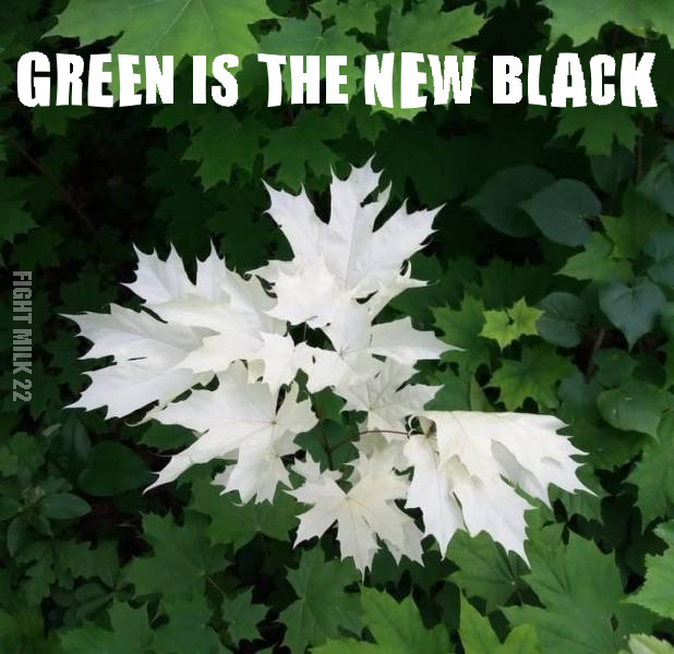 green is the new black green leaves surrounding a white leaf with Green Is The New Black caption