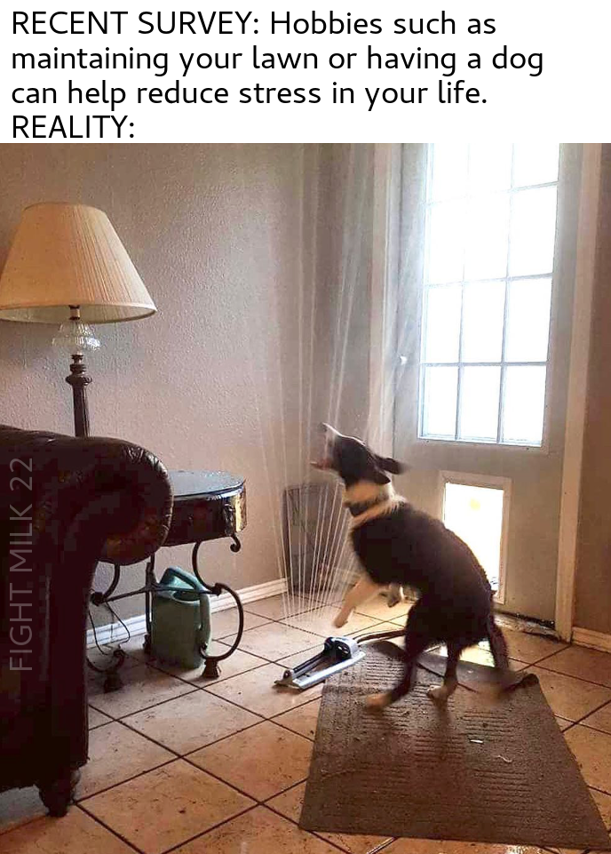 dog in living room with sprinkler meme