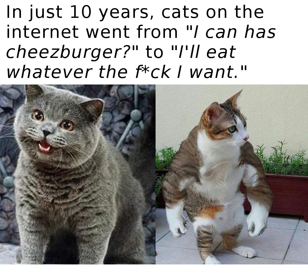 dank meme of how cats went in 10 years online from asking for Cheezburgers to taking whatever they want, with pic of muscular cat