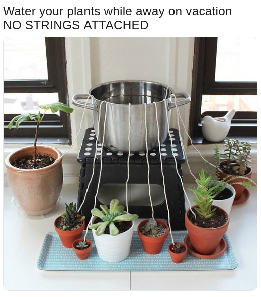 plant memes about watering it with no strings attached