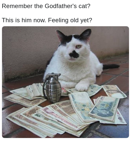 god father cat, feeling old yet