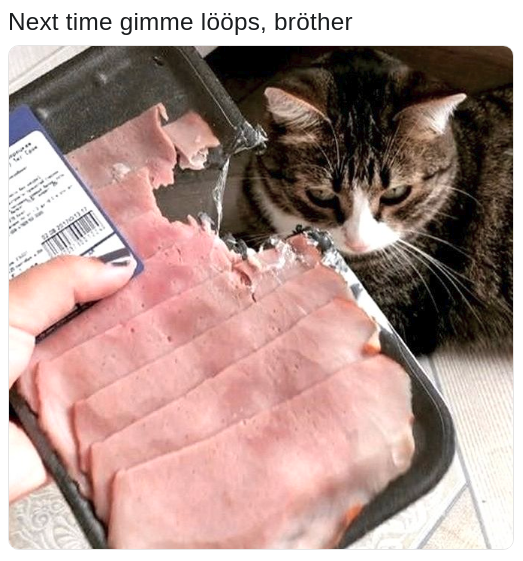 loops brother cat meme of a kitty that broke into the meat cold cuts