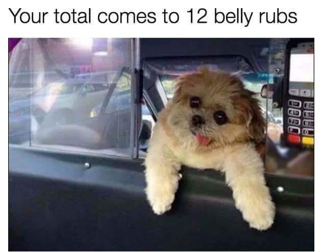 cute meme of a dog taxi driver requesting payments in belly rubs