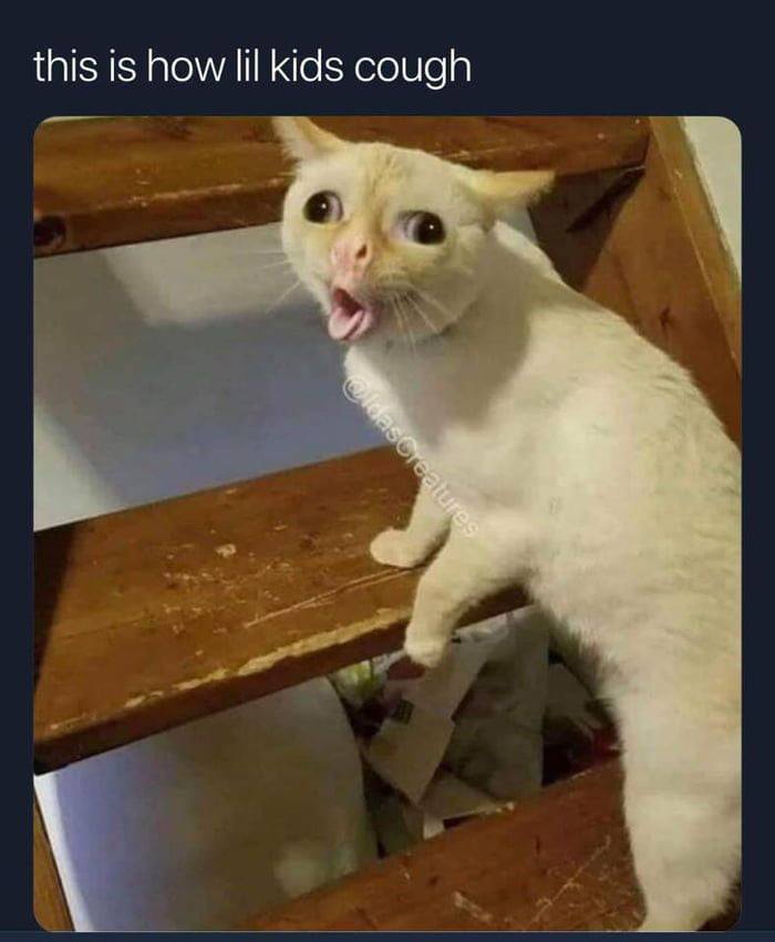 Funny cat meme of the face kids make when they cough