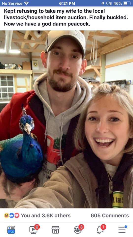 facebook screenshot meme of man who took wife to the livestock auction and she bought a pet peacock