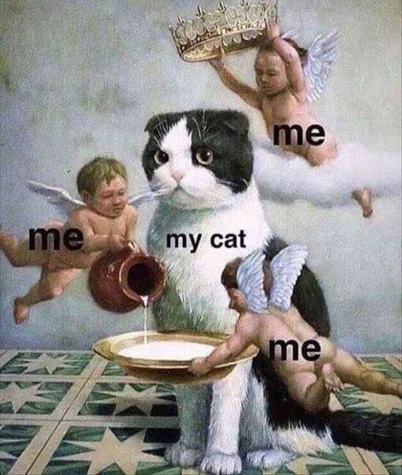 cat art meme about tending to cats every need