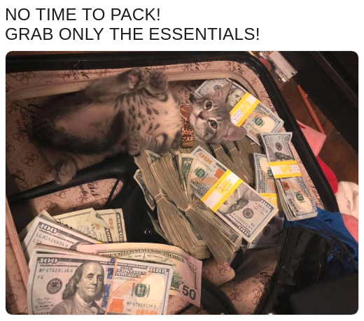 meme about the essentials in life being money and cats