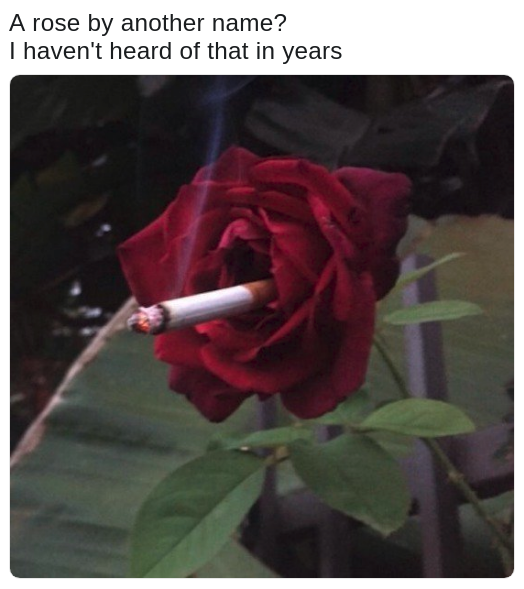 pic of a rose smoking a cigarette and reminiscing about the Romeo and Juliet line