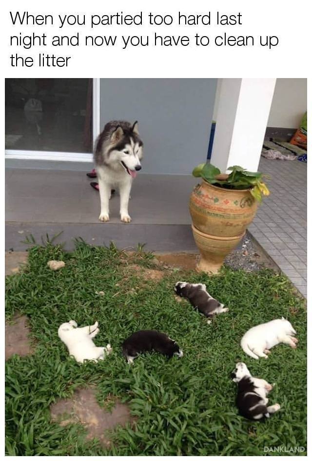 meme about cleaning up after a party with pic of a dog looking at a front yard full of passed out puppies