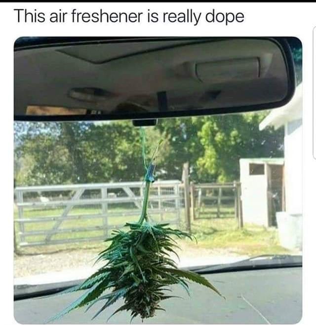 meme about using an actual living plant as an air refresher