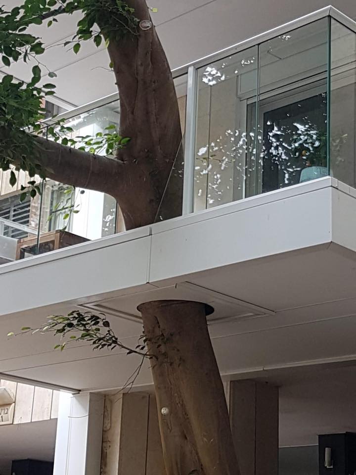 pic of a balcony smartly built around a tree so it doesn't need to be cut down