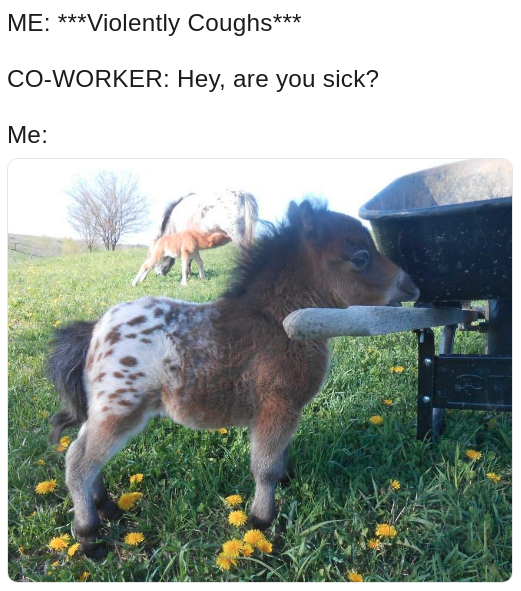 meme about being a little hoarse with a pic of a little horse