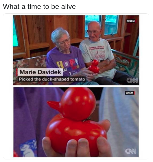 interview on CNN with couple who found a tomato shaped like a duck