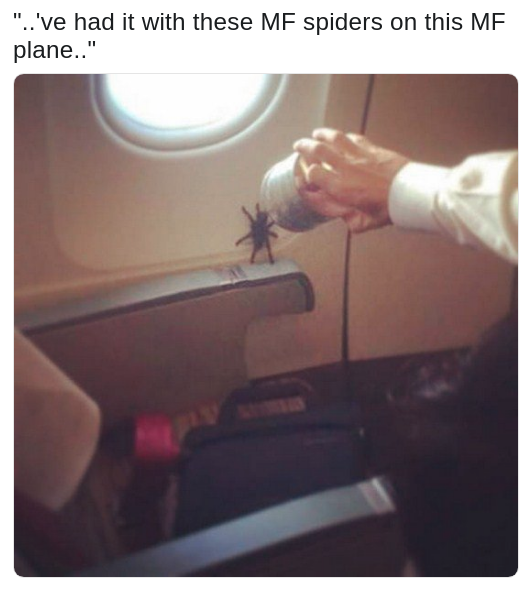 'Snakes on a Plane' quote changed to be about spiders, with pic of giant spider on a plane