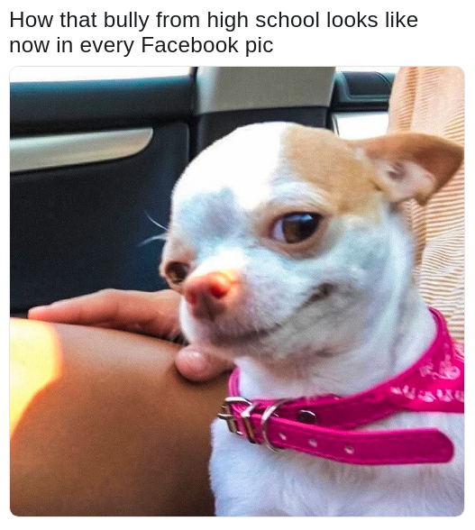 meme about the high school bully now with pic of a chihuahua dog smiling innocently at the camera