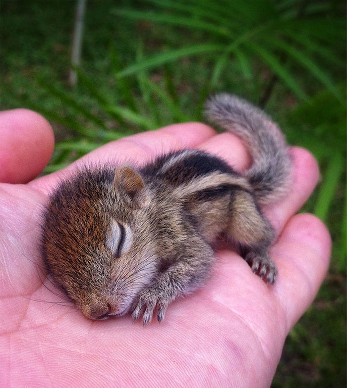 cute baby squirrel sleeping peacefully in a person's palm