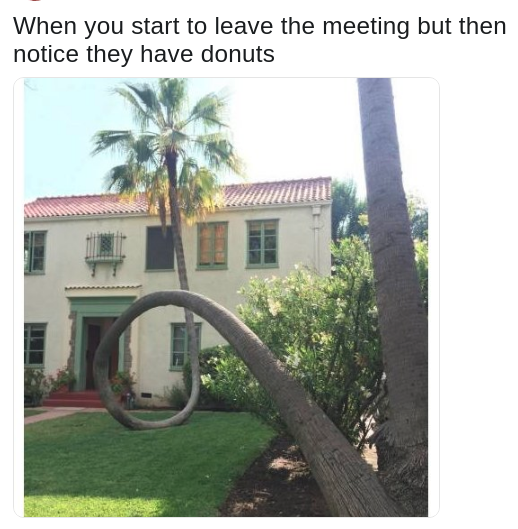 meme about staying in meetings for the snacks with pic of a palm tree twisting across a lawn