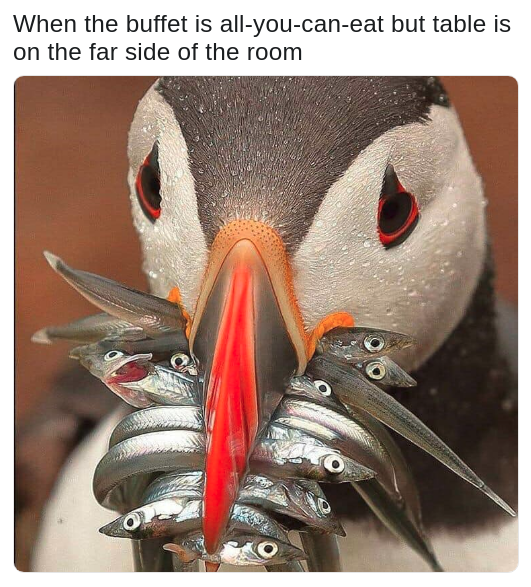 meme about crossing a room with full plates with pic of a sad penguin with its beak full of fish