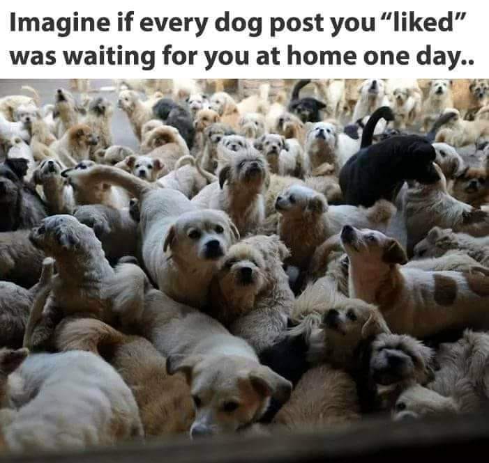 meme about liking a lot of dog pics