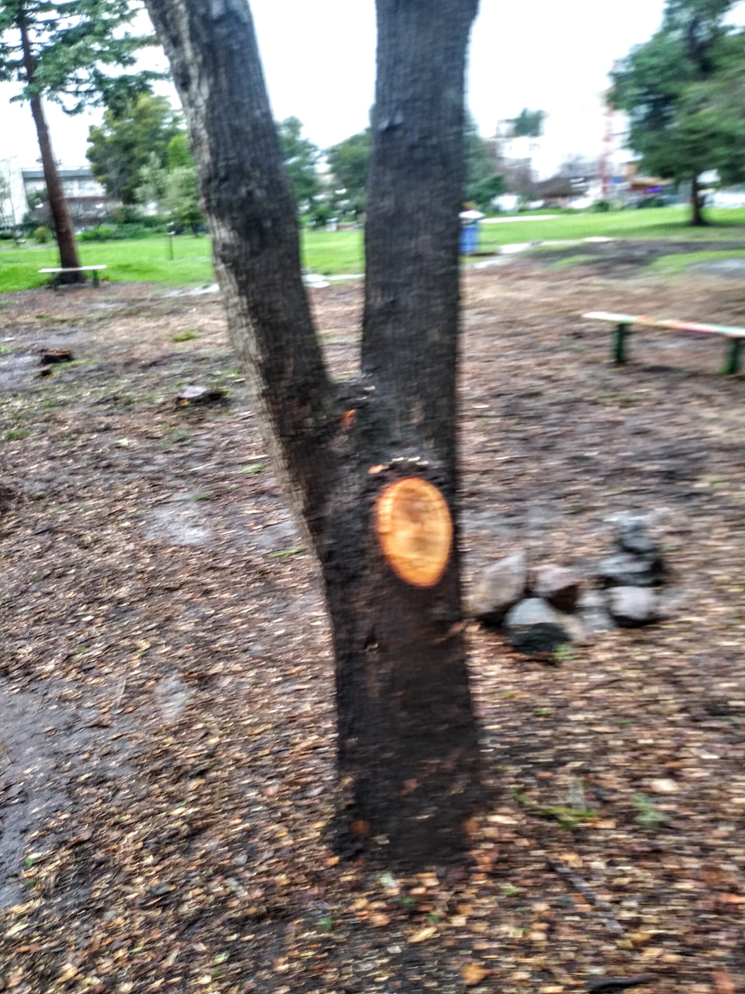 blurry pic of a tree in a park