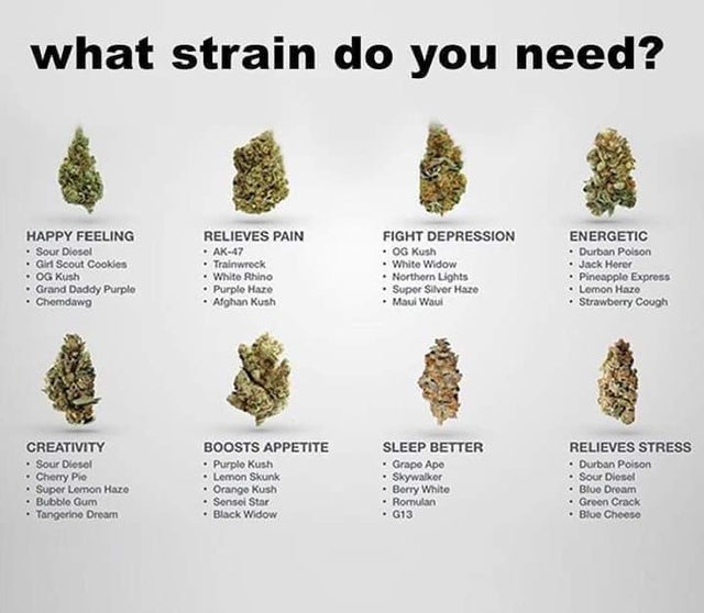 find your strain of weed - what strain do you need? Happy Feeling Sour Diesel . Girl Scout Cookies Og Kush Grand Daddy Purple Chemdawg Relieves Pain Ak47 Trainwrock White Rhino Purple Haze Afghan Rush Fight Depression Og Kush White Widow Northern Lights S
