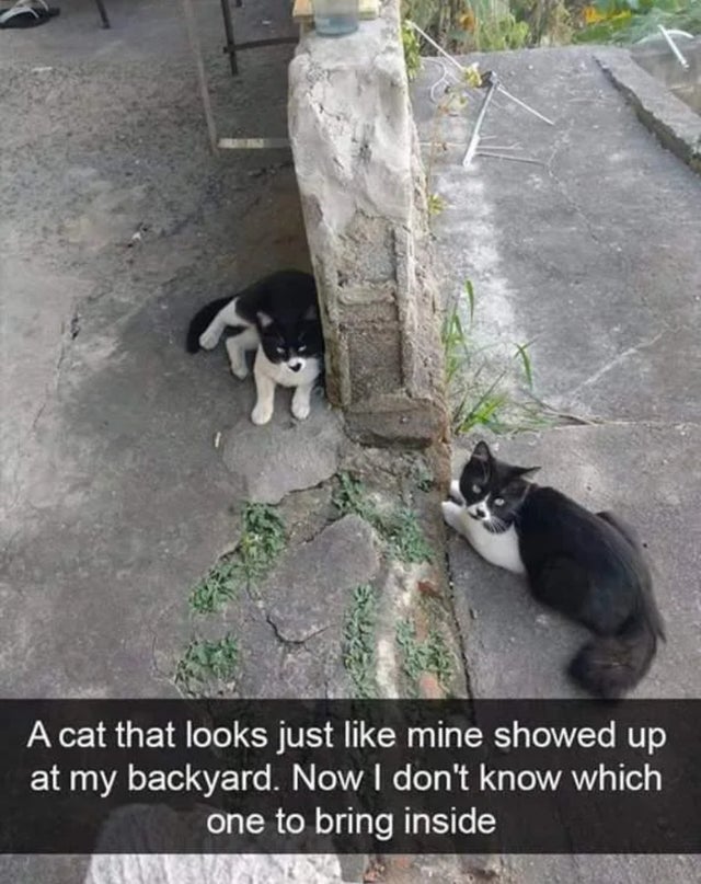 meme cat twins - A cat that looks just mine showed up at my backyard. Now I don't know which one to bring inside
