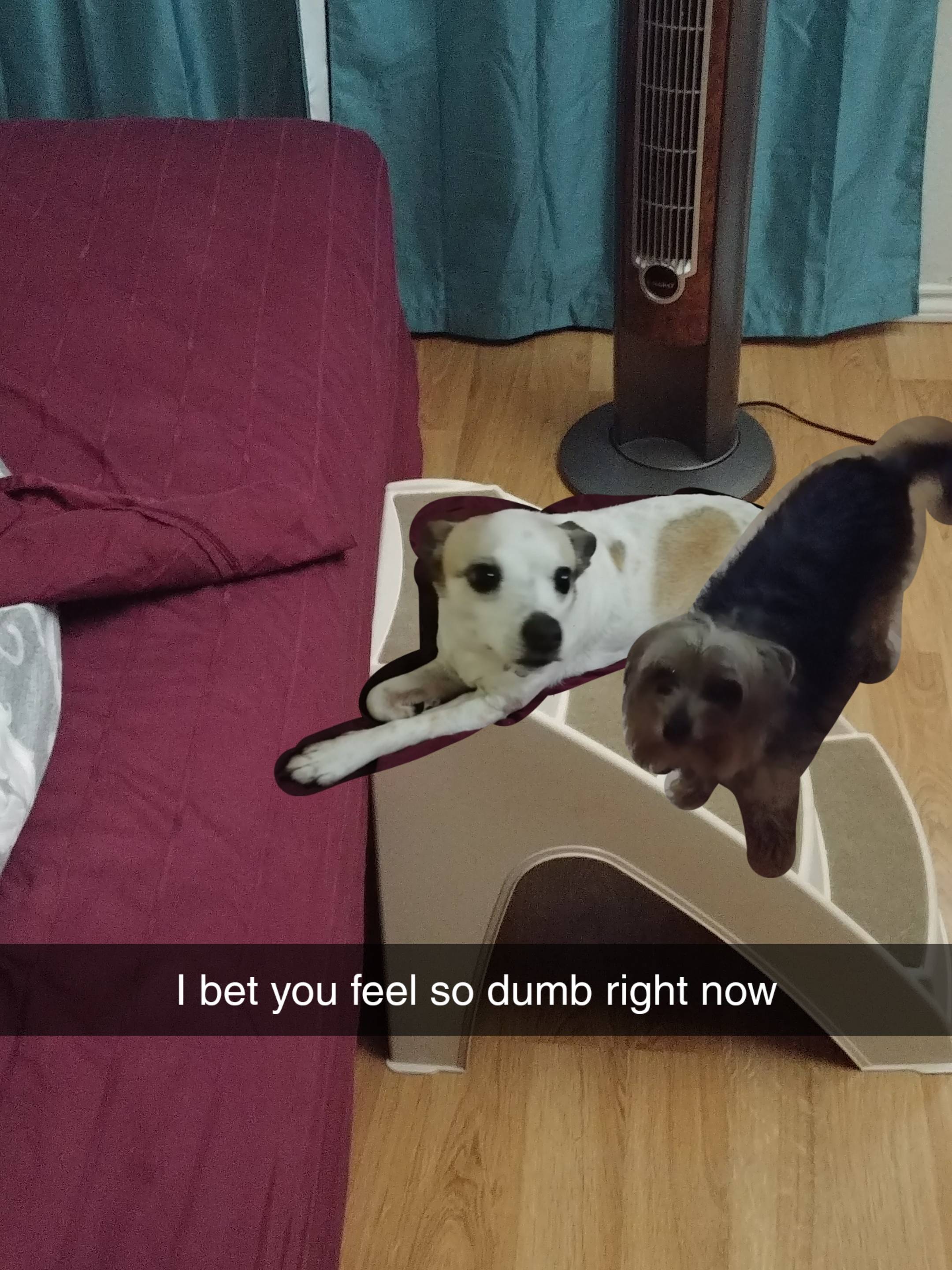 Dog - I bet you feel so dumb right now