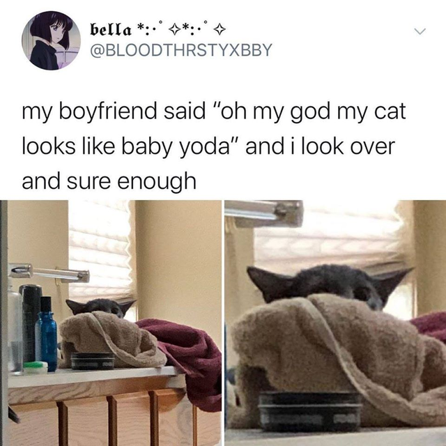 Yoda - bella ... my boyfriend said "oh my god my cat looks baby yoda" and i look over and sure enough