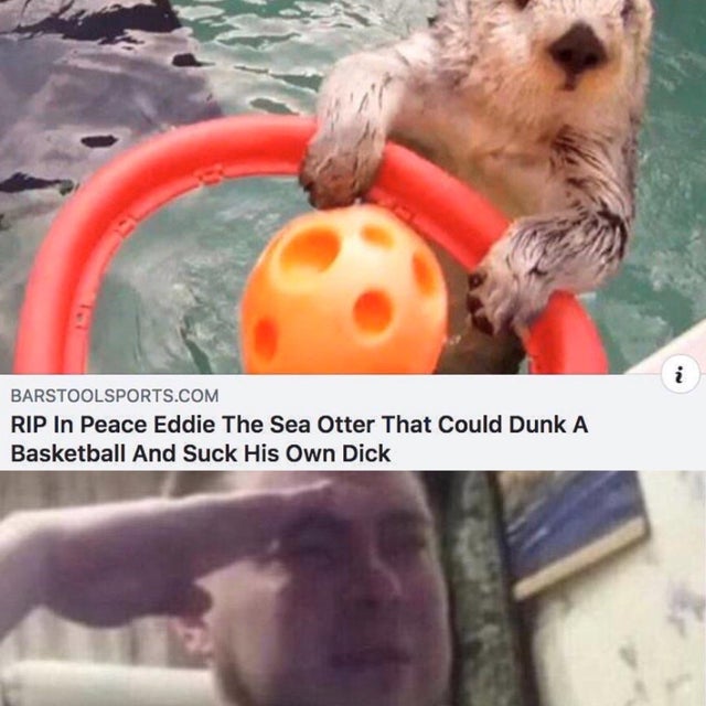 otter dunking basketball - Barstoolsports.Com Rip In Peace Eddie The Sea Otter That Could Dunk A Basketball And Suck His Own Dick
