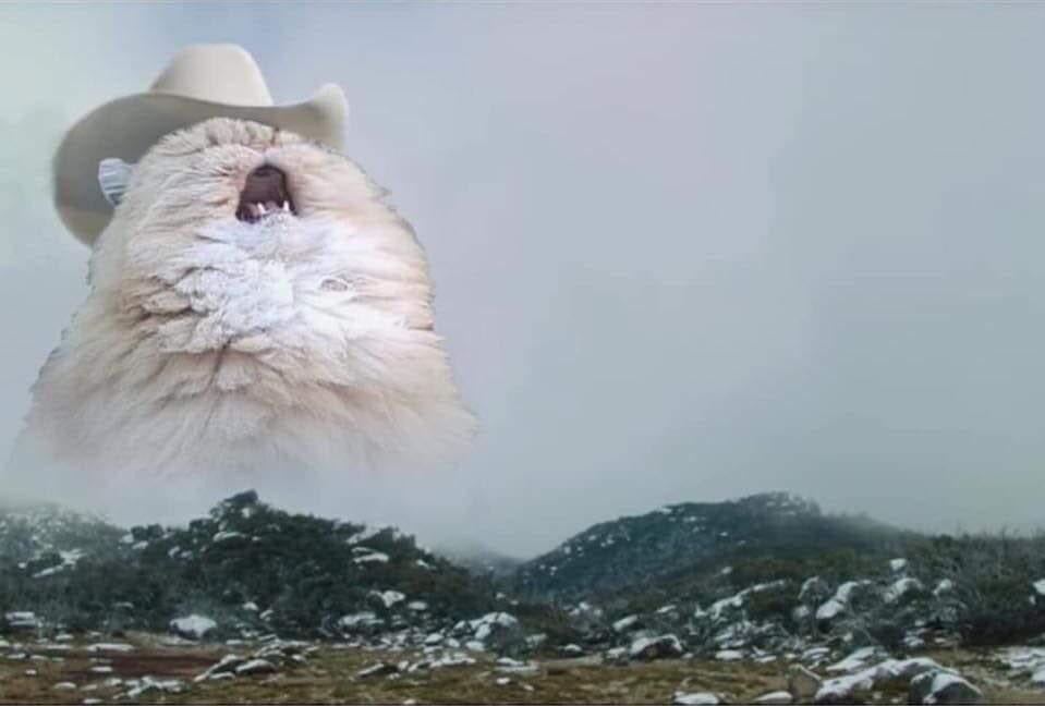 cowboy cat meme