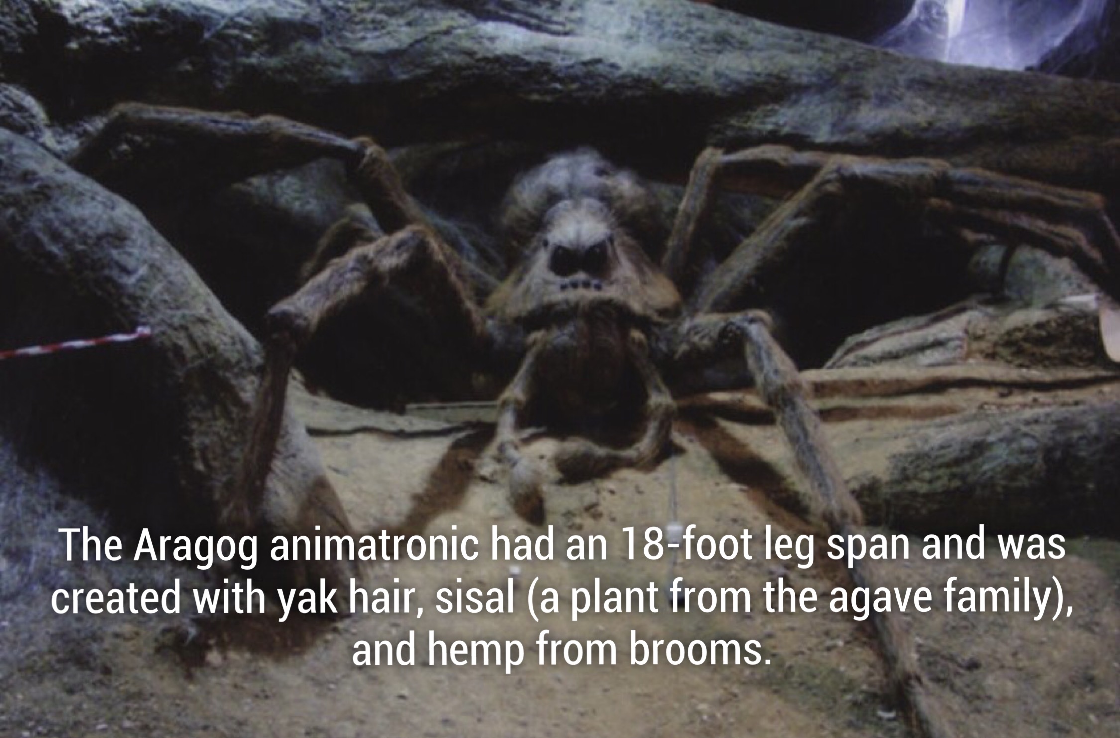 hagrid's animals - The Aragog animatronic had an 18foot leg span and was created with yak hair, sisal a plant from the agave family, and hemp from brooms.