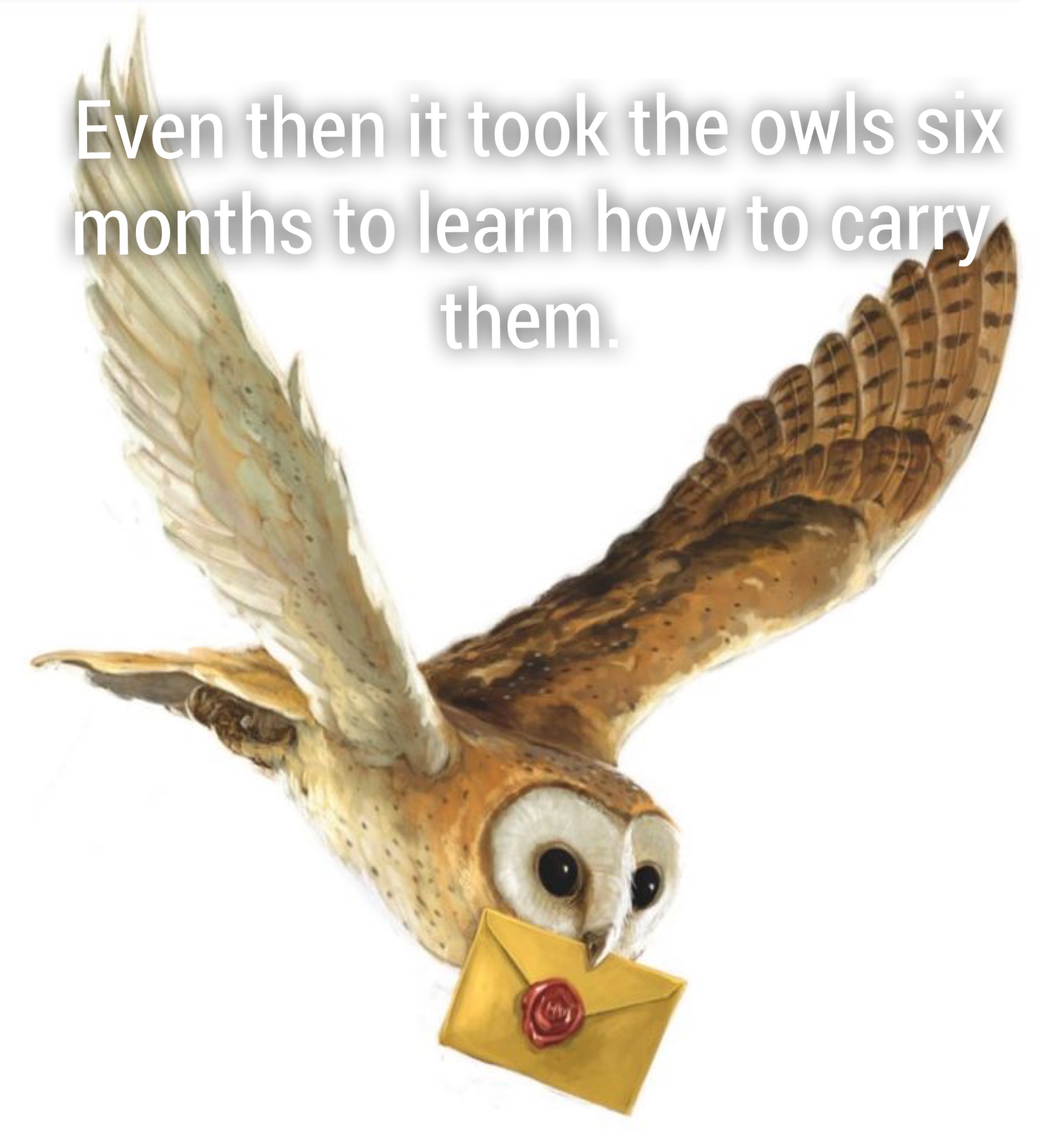 harry potter owl png - Even then it took the owls six months to learn how to carry them