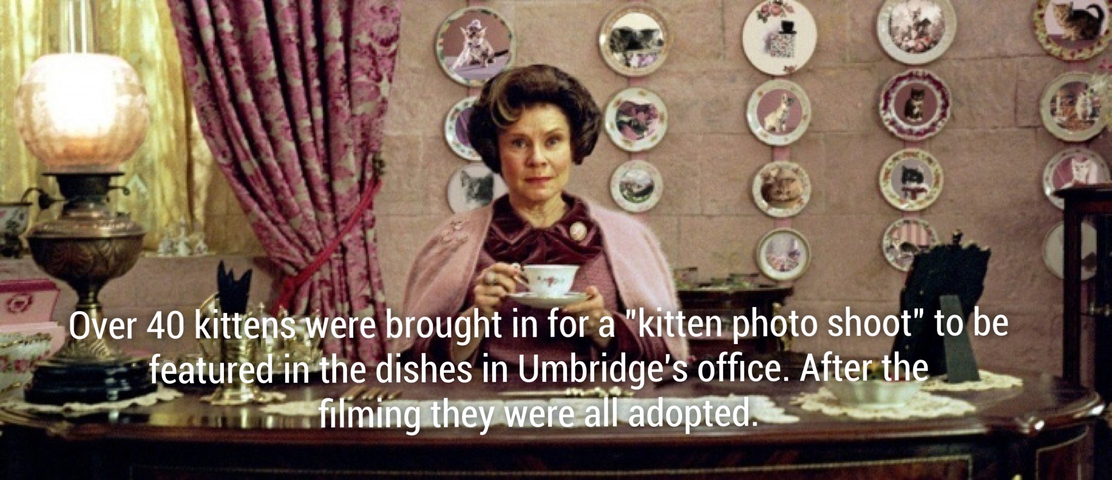 order of the phoenix umbridge - Over 40 kittens were brought in for a "kitten photo shoot" to be featured in the dishes in Umbridge's office. After the filming they were all adopted.