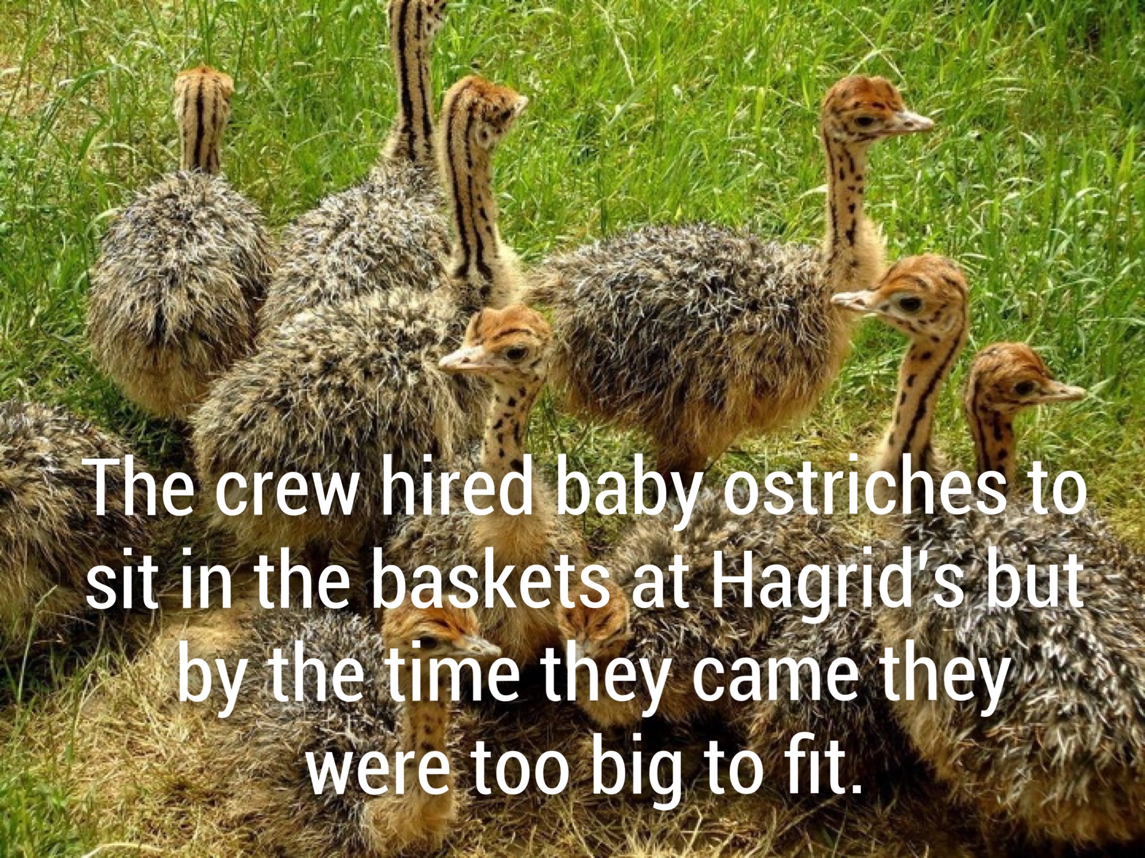 Common ostrich - The crew hired baby ostriches to sit in the baskets at Hagrid's but by the time they came they were too big to fit.