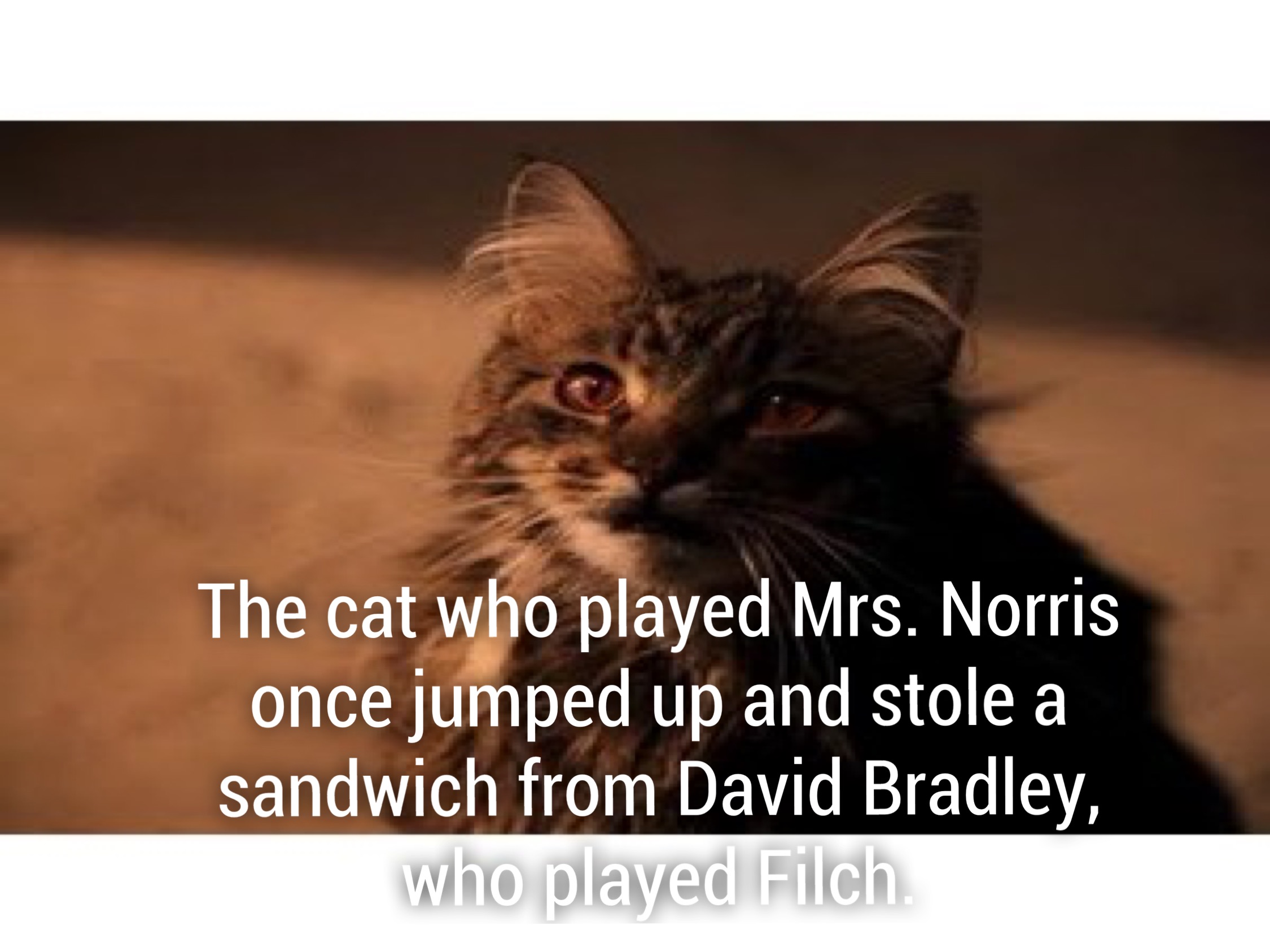 mrs norris harry potter - The cat who played Mrs. Norris once jumped up and stole a sandwich from David Bradley, who played Filch