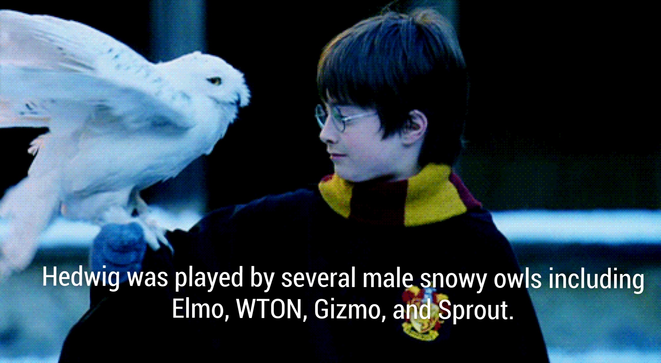 harry potter and the sorcerer's stone hedwig - Hedwig was played by several male snowy owls including Elmo, Wton, Gizmo, and Sprout.