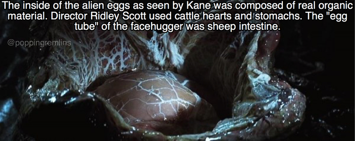 alien egg 1979 - The inside of the alien eggs as seen by Kane was composed of real organic material. Director Ridley Scott used cattle hearts and stomachs. The "egg tube" of the facehugger was sheep intestine.
