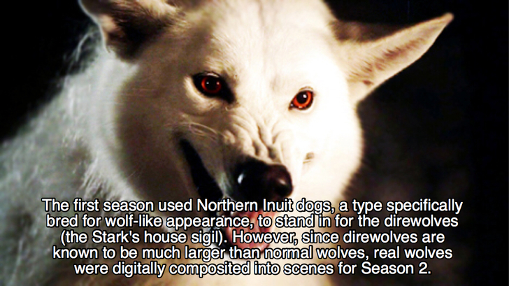 photo caption - Thored for mark's house larger the inito scer The first season used Northern Inuit dogs, a type specifically bred for wolf appearance, to stand in for the direwolves the Stark's house sigil. However, since direwolves are known to be much l