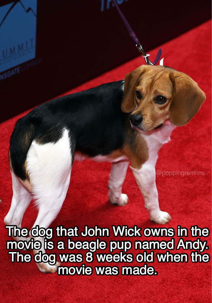 john wick 1 dog breed - poppingremlin The dog that John Wick owns in the movie is a beagle pup named Andy. The dog was 8 weeks old when the movie was made.