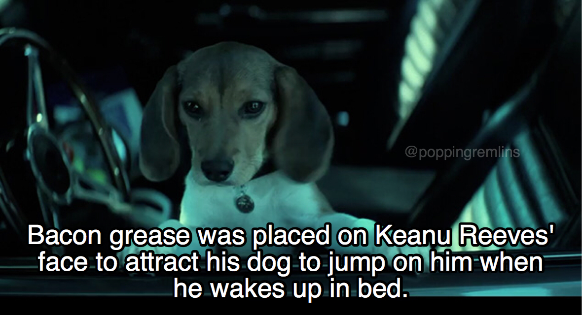 Bacon grease was placed on Keanu Reeves' face to attract his dog to jump on him when he wakes up in bed.